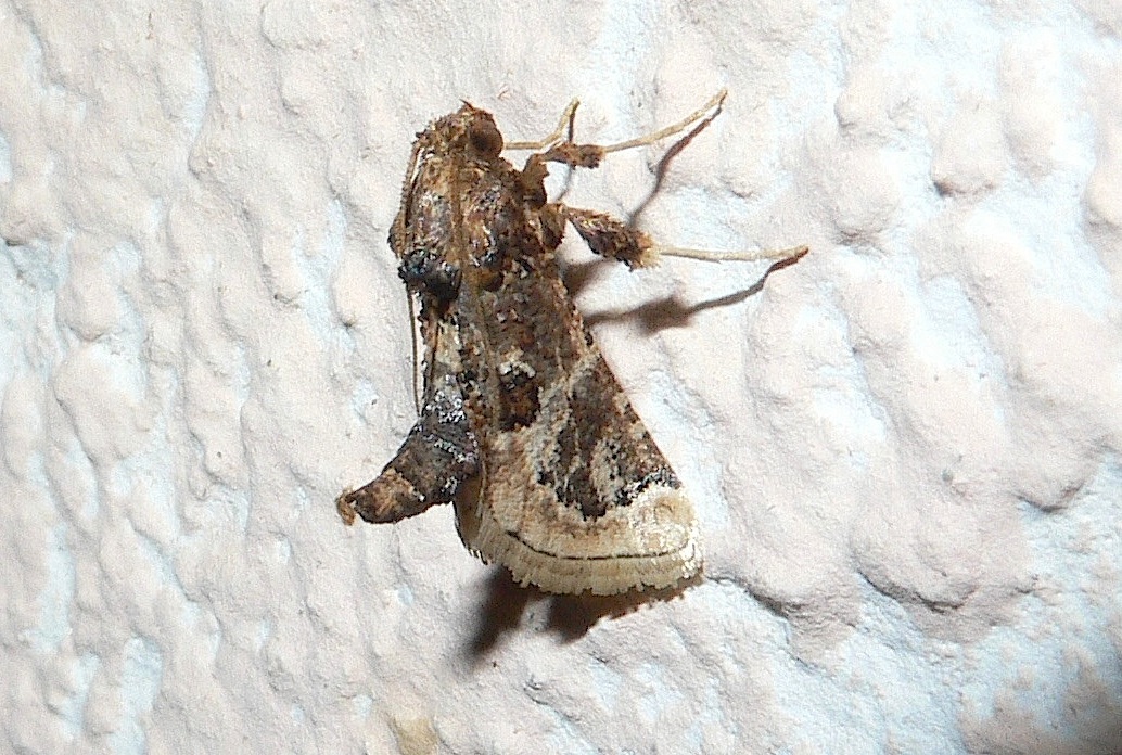 Loryma egregialis ?